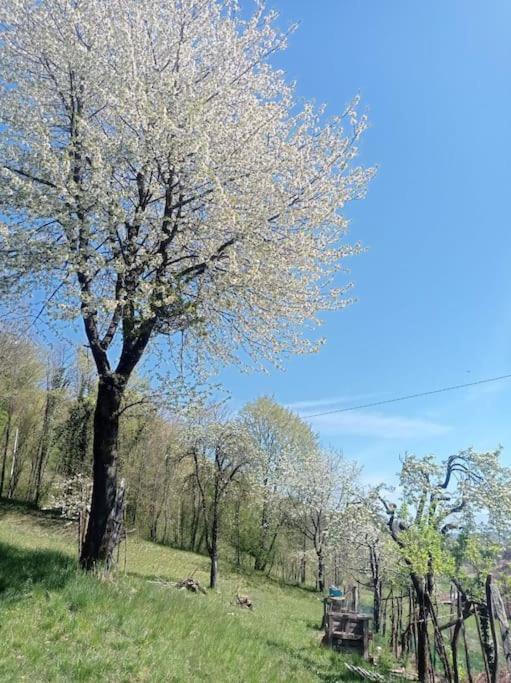 Casa Nella Natura Il Risveglio Degli Elfi Pedavena Exterior photo